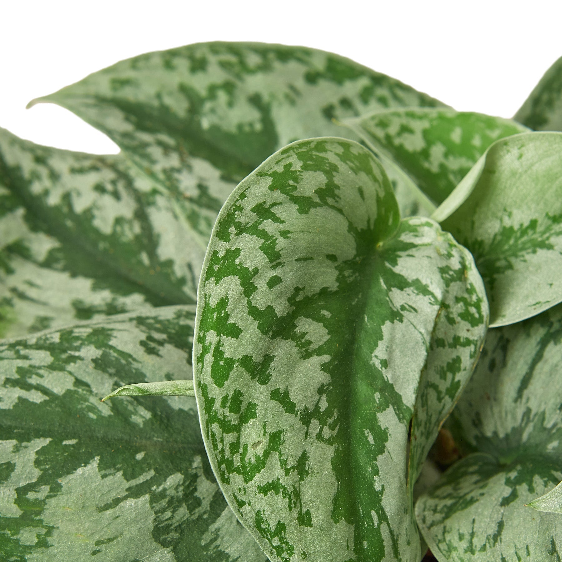 Scindapsus Pictus 'Exotica' Pothos – Bumble Plants