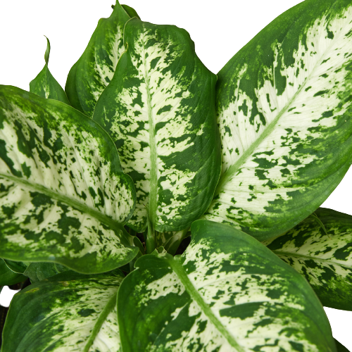 Dieffenbachia 'Tropic Snow' – Wet My Plant