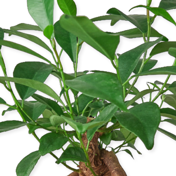 Ficus 'Ginseng' Microcarpa