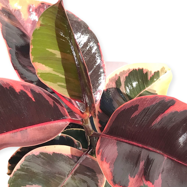 Ficus Elastica 'Ruby Pink'